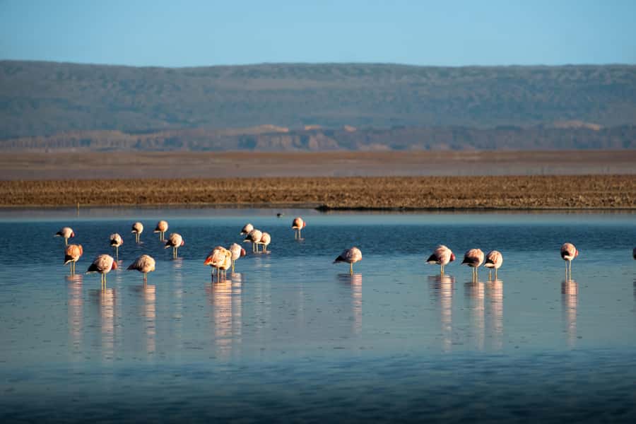 San Pedro de Atacama: Red Rocks & Altiplano Lagoons Day Trip - Guides, drivers, and the pace of the day