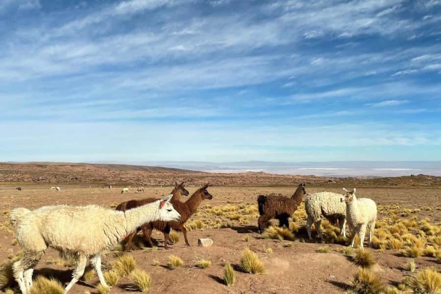San Pedro de Atacama: Red Stones, Atacama Salt Flats, Lakes - A Very Full Day From San Pedro de Atacama
