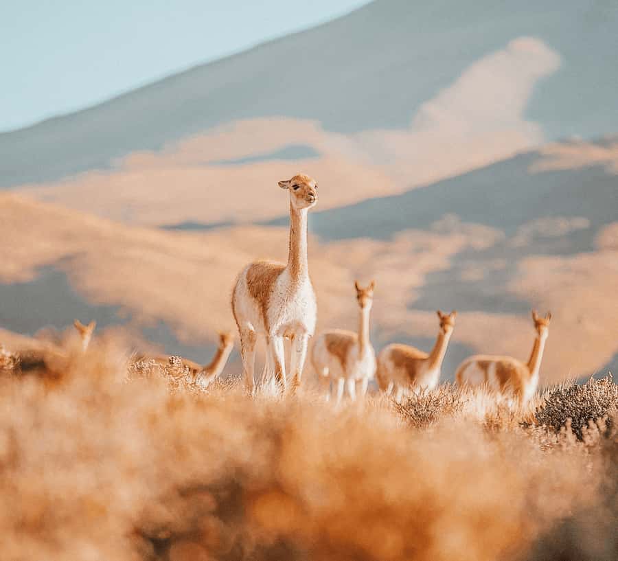 San Pedro de Atacama: Tatio Geysers and Machuca Tour - Key points at a glance