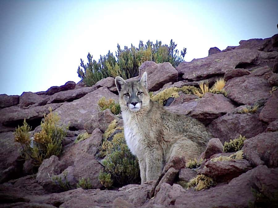 San Pedro de Atacama: Wildlife Safari and Photography Tour - Key points before you book