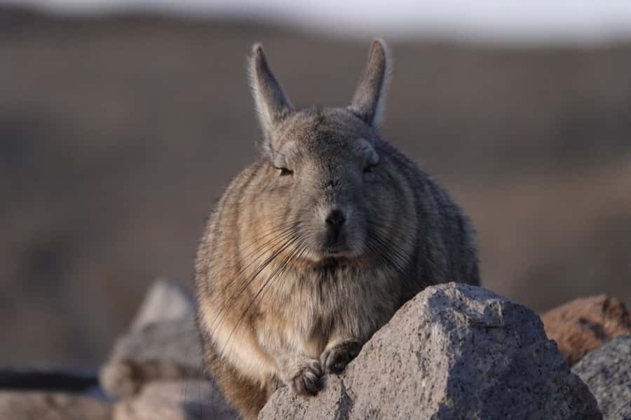 San Pedro de Atacama: Wildlife Safari and Photography Tour - Why this Atacama wildlife trip is different