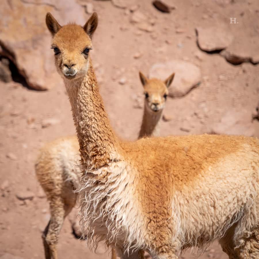 San Pedro de Atacama: Wildlife Safari and Photography Tour - The 360-degree view at Putana Vade