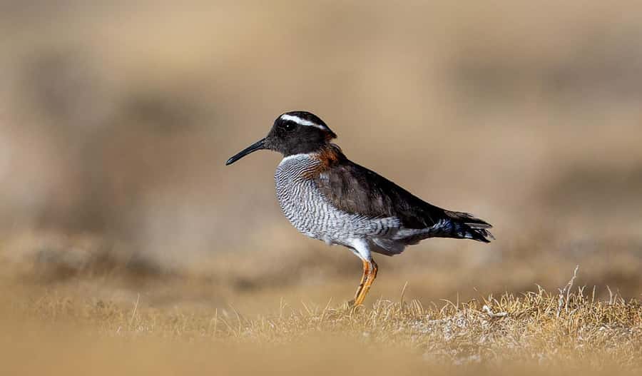 San Pedro de Atacama: Wildlife Safari and Photography Tour - Photography help for beginners and serious shooters