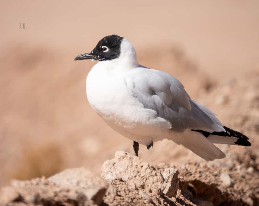 San Pedro de Atacama: Wildlife Safari and Photography Tour - Is $145 a fair price for four hours?