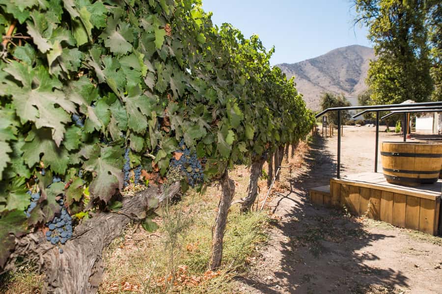 Santa Rita: Tour + Premium Wine Tasting + Private Transport - Who will enjoy this tour most