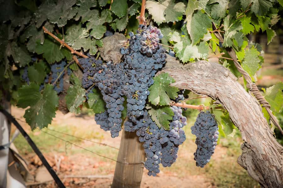 Santa Rita: Tour + Premium Wine Tasting + Private Transport - The private ride from Santiago