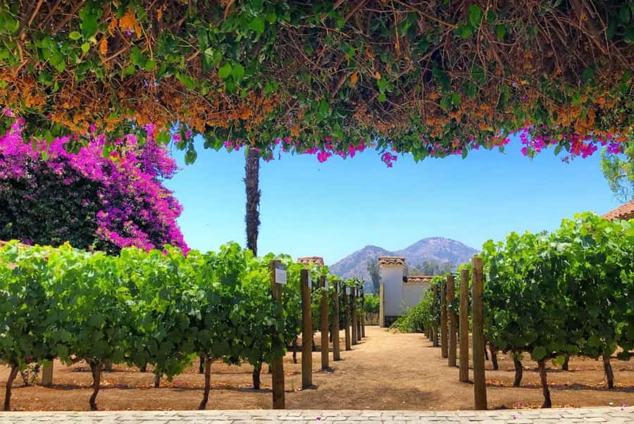 Santa Rita Vineyard Tour: History, Wine, and Outdoor Picnic - Getting there from Santiago