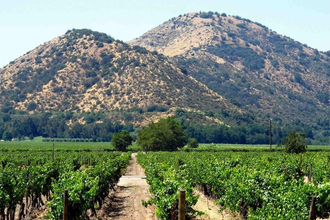 Santa Rita vineyard tour - The private ride from Santiago