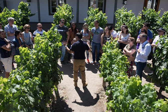 Santa Rita Winery Selection Tour - Why Santa Rita makes a good wine stop near Santiago
