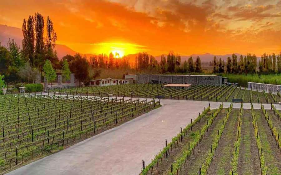 Santiago: Alyan Winery Sunset with Wine Tastings and Dinner - Is $111 a fair price?