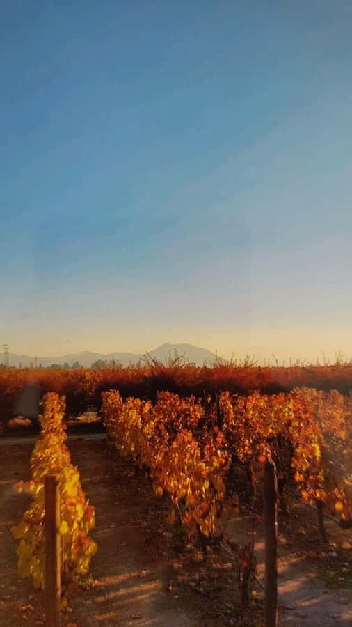Santiago: Concha & Toro Winery Concha & Toro Premium Tour - What the $117 price covers