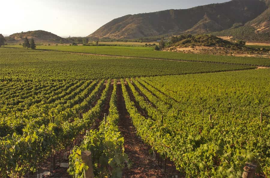 Santiago: Concha y Toro and Undurraga Vineyards Tour - The 8:00 AM pickup and the confusing time frame