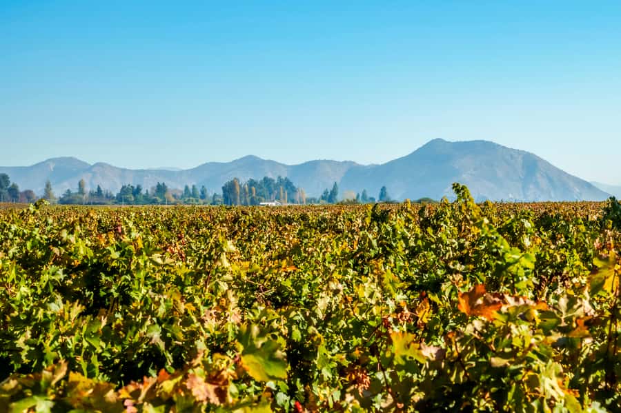 Santiago: Concha y Toro Winery 4–Hour Tour & Sommelier Class - Old Pirque vineyard and the Maipo Valley view