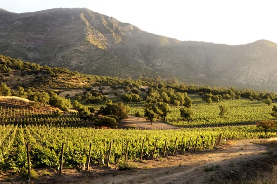 Santiago: Concha y Toro Winery 4–Hour Tour & Sommelier Class - Guides, communication, and the small-group format