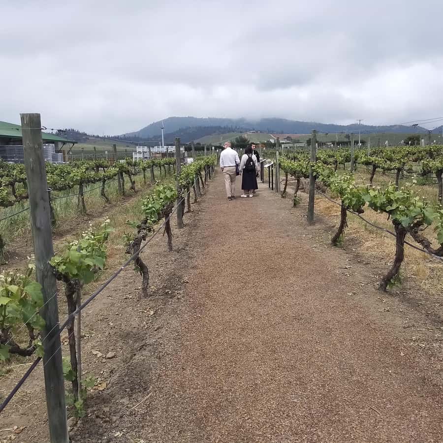 Santiago: Cousiño Macul Vineyard Premium Tasting Tour - Who will enjoy this experience most