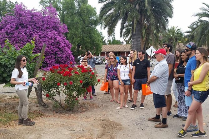 Santiago: Full day visiting Santa Rita & Undurraga vineyards. Entraces included - Who should book this wine day?