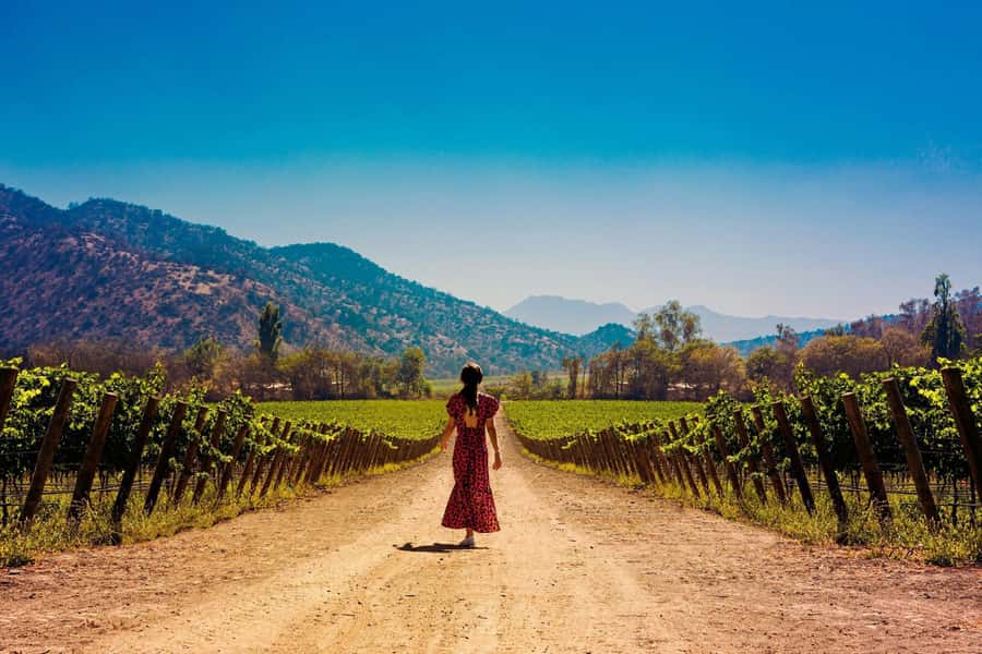 Santiago: Half-Day Santa Rita Winery Tour - Key Things To Know Before You Go