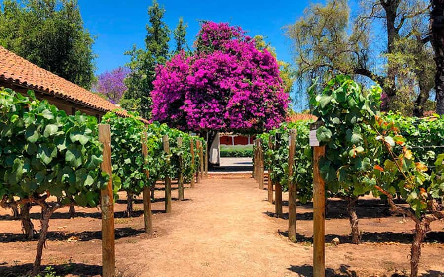 Santiago: Half-Day Santa Rita Winery Tour - Walking Through The Santa Rita Vineyards