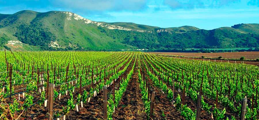 Santiago: Half-Day Santa Rita Winery Tour - From Grapes To Wine Storage