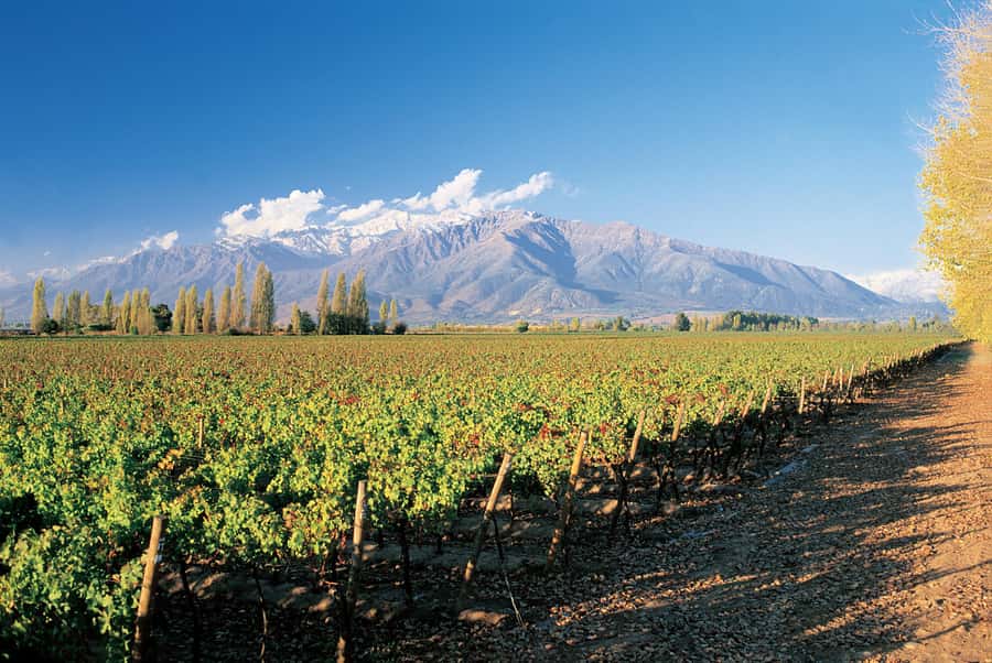 Santiago: Main Chilean Wineries Private Half-Day Tours - Why this half-day tour works well from Santiago