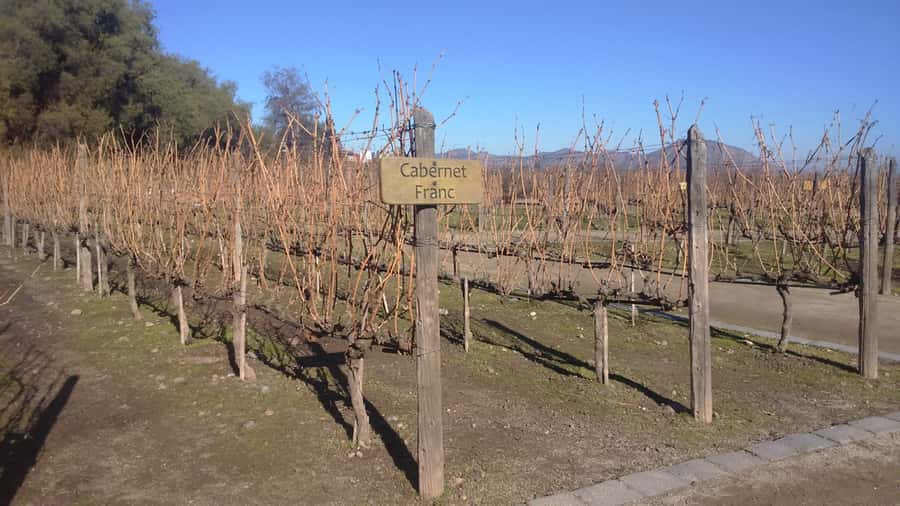 Santiago: Main Chilean Wineries Private Half-Day Tours - Guide quality and what can affect the experience
