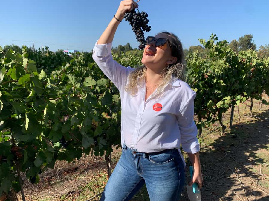 Santiago: Maipo Valley Wine Tasting Tour with 4 Vineyards - Key points to know before booking