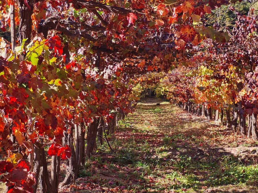 Santiago: Maipo Valley Wine Tasting Tour with 4 Vineyards - Santa Ema and the polished side of Chilean wine