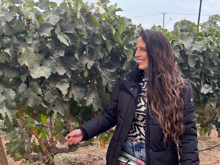 Santiago: Maipo Valley Wine Tasting Tour with 4 Vineyards - The 7:30 AM pickup and ride into the valley