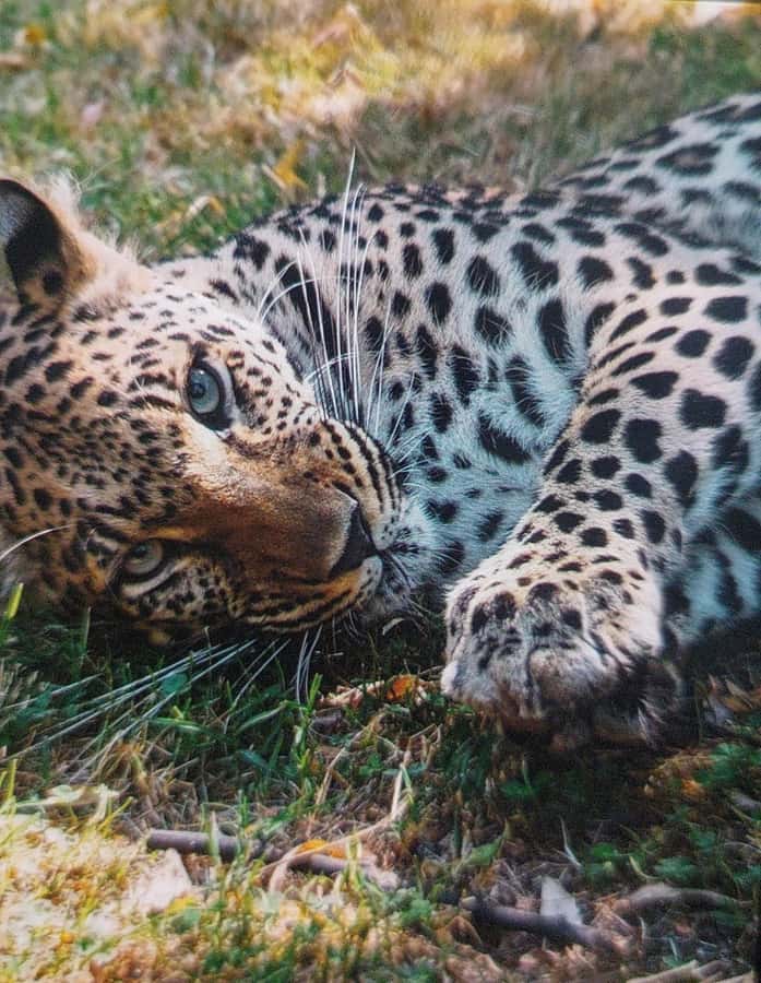 Santiago:Safari Park Tour - Key points to know before you book