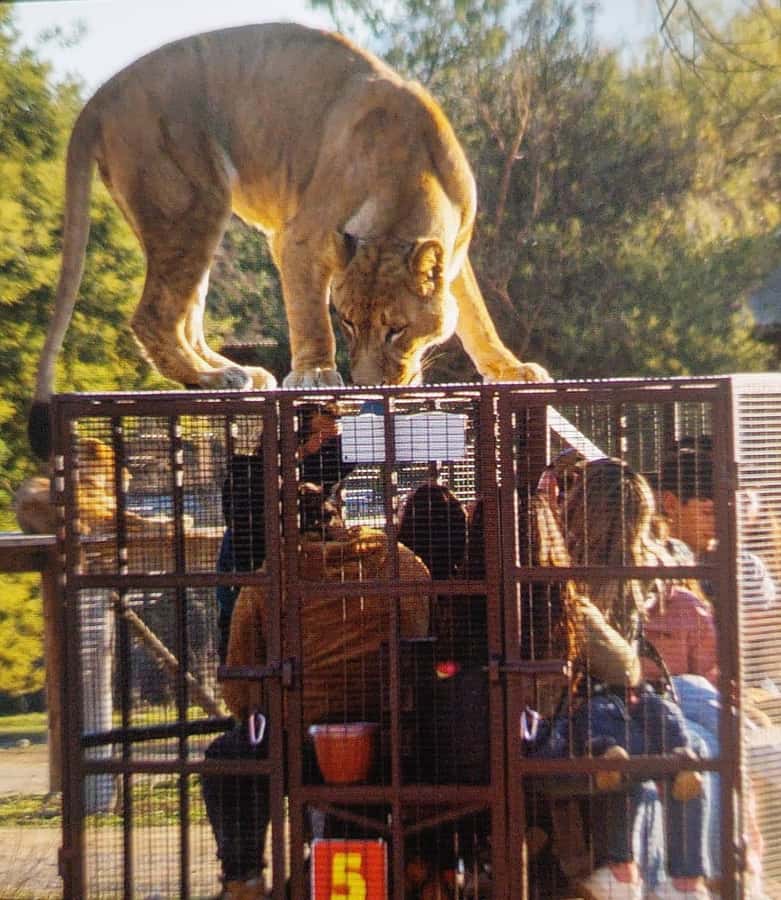 Santiago:Safari Park Tour - Why Rancagua Safari Park feels different