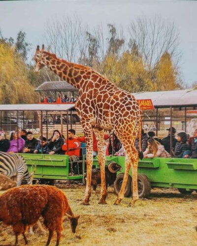 Safari Park Tour
