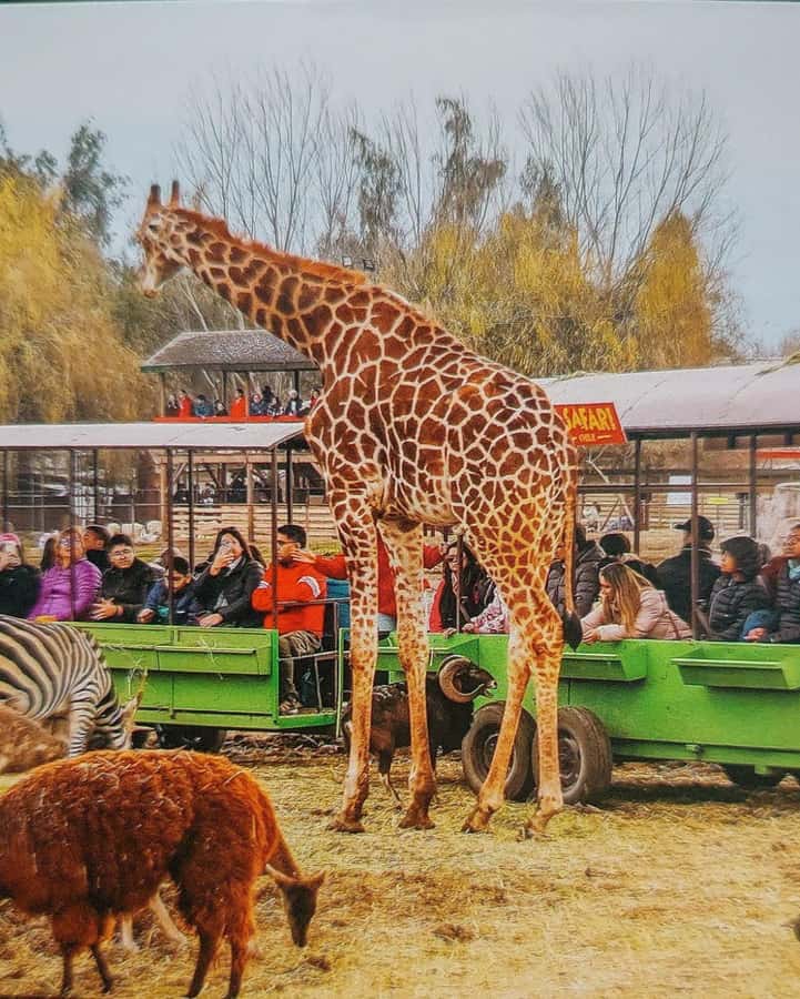 Santiago:Safari Park Tour - Starting from Santiago, Providencia, or Las Condes