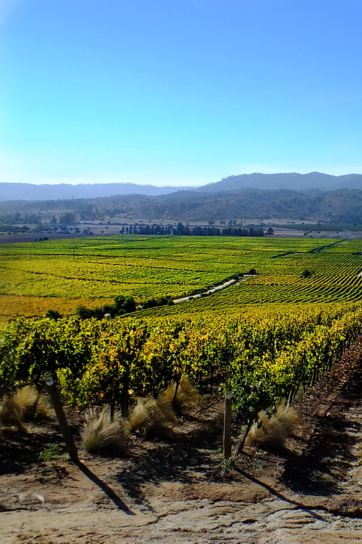 Santiago: Tour to Valparaiso and Casablanca - Tasting Casablanca Valley wines