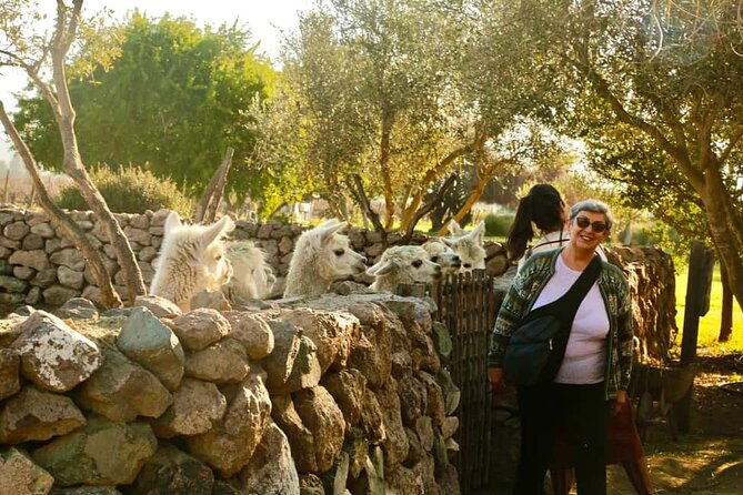Santiago: Viña del Mar, Valparaiso, with Casablanca Wine Tasting - Lunch, comfort, and the day’s rhythm