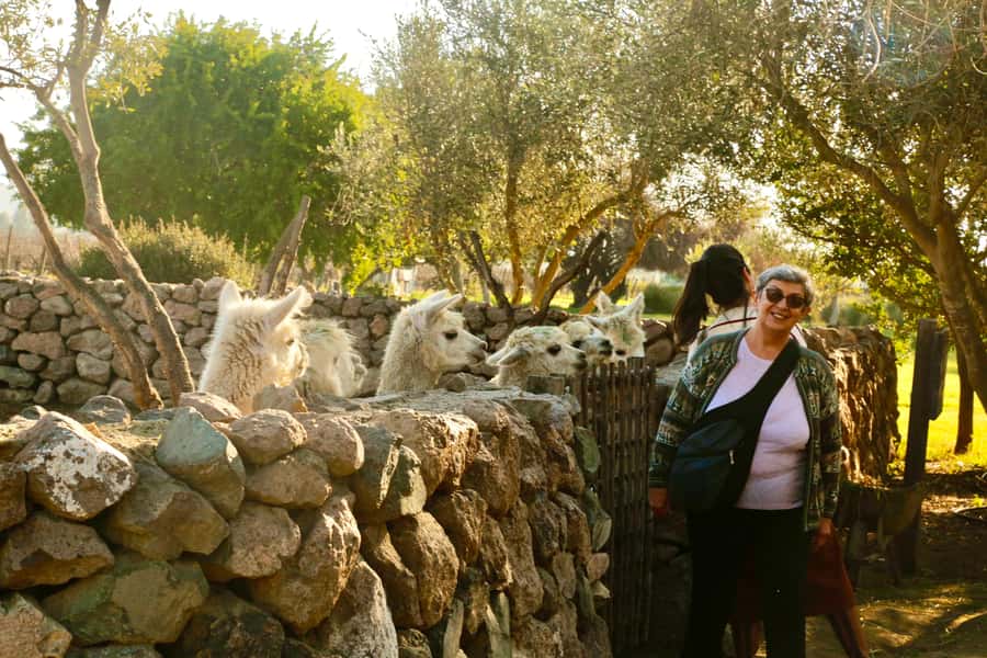 Santiago: Viña del Mar, Valparaiso, with Wine Tasting - Casablanca Valley and the winery stop