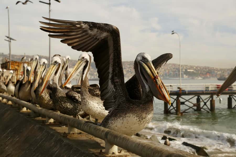 Santiago: Viña del Mar, Valparaiso, with Wine Tasting - The guide makes the difference