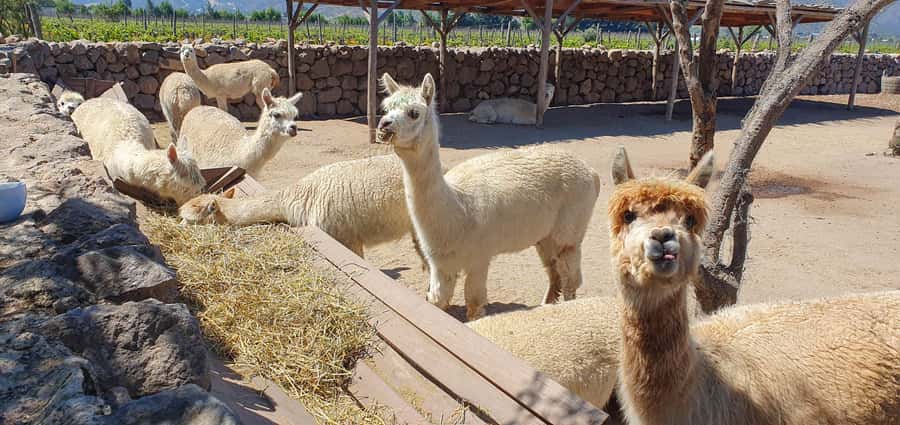 Santiago: World-class Wines, Visit to 4 Vineyards and Tanino - Casas del Bosque and Tanino: a scenic lunch stop
