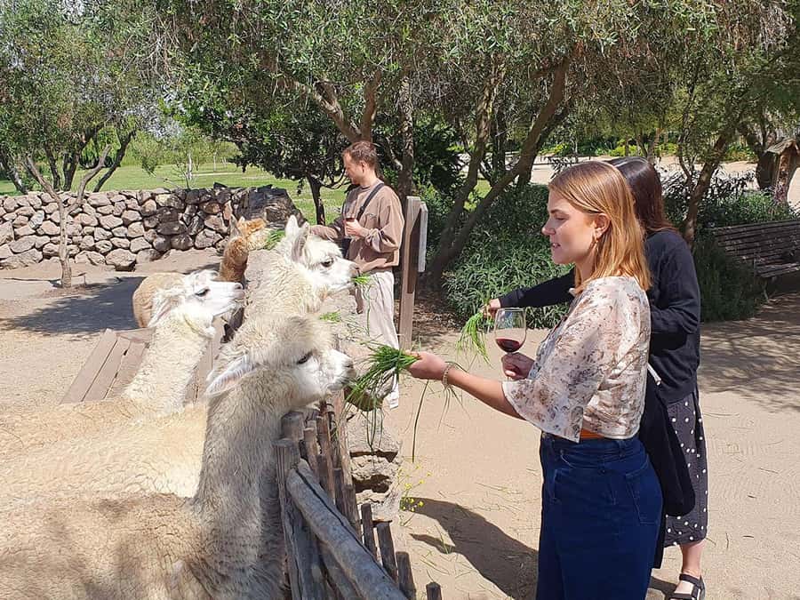 Santiago: World-class Wines, Visit to 4 Vineyards and Tanino - What you actually taste during the day