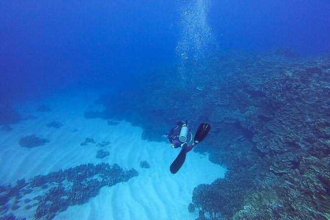 Scuba Diving Experience on Easter Island with Hotel Pickup - Learning the basics with patient instructors
