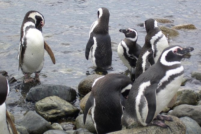 Shore Excursion: Magellan Penguins Natural Reserve in Magdalena Island from Punta Arenas - Starting near Punta Arenas cruise port