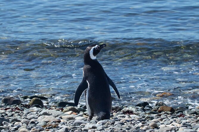 Shore Excursion: Magellan Penguins Natural Reserve in Magdalena Island from Punta Arenas - Marta Island: sea lions, seabirds, and changing plans