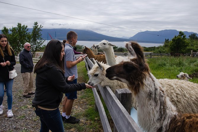 Shore Excursion: Petrohue Waterfalls, Frutillar & Puerto Varas - Teatro del Lago and the town’s music identity