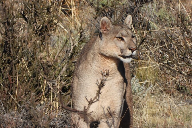 Sighting of Pumas the King of Patagonia. - Key points before you book