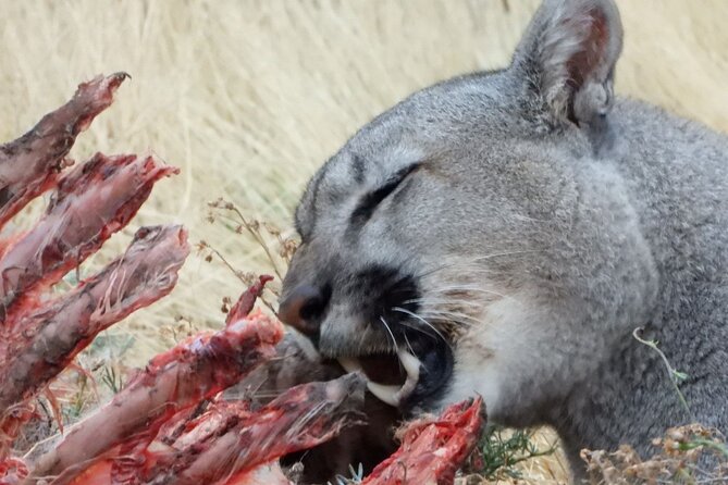 Sighting of Pumas the King of Patagonia. - Why a 6:00 a.m. start matters in Torres del Paine