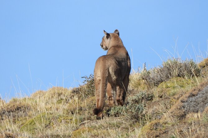 Sighting of Pumas the King of Patagonia. - The 10-hour outing and what it feels like