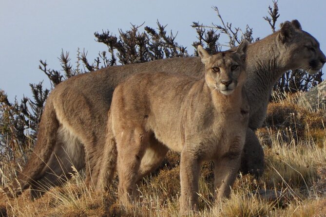 Sighting of Pumas the King of Patagonia. - The park entrance fee changes the real price