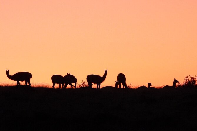 Sighting of Pumas the King of Patagonia. - Physical demands and practical preparation