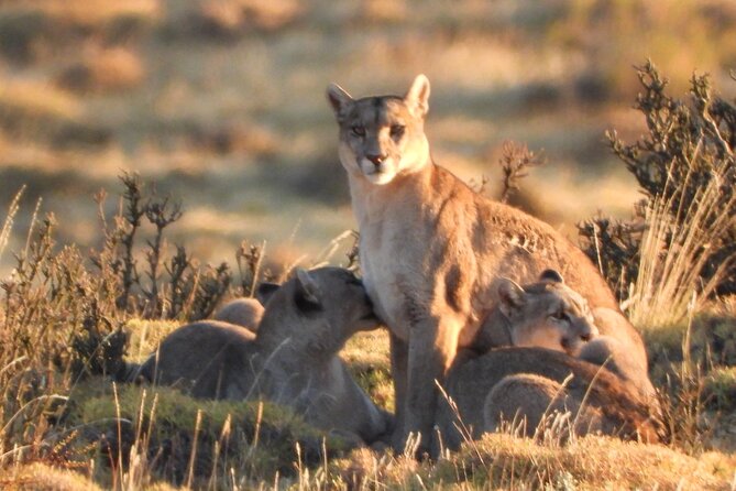 Sighting of Pumas the King of Patagonia. - Who will get the most from this experience