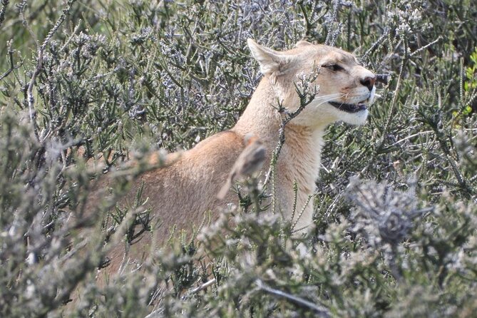 Sighting of Pumas the King of Patagonia. - Booking advice from Puerto Natales