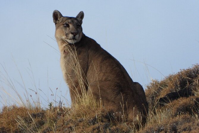 Sighting of Pumas the King of Patagonia. - What the guide adds to the day